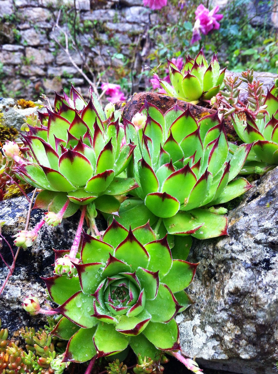 houseleek plant rock plant free photo