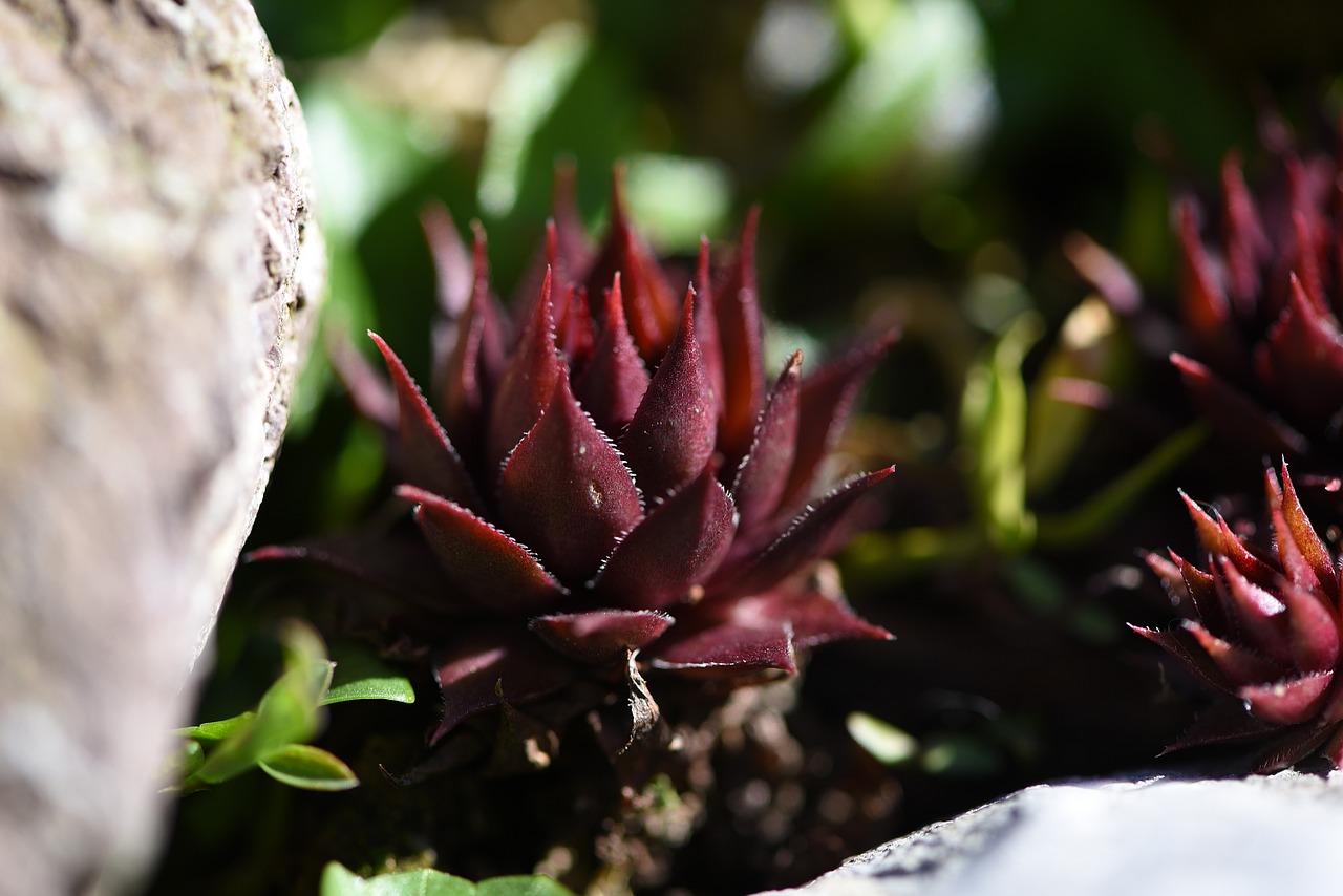 houseleek plant red free photo