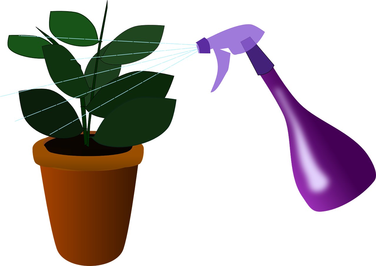 houseplant plant watering free photo