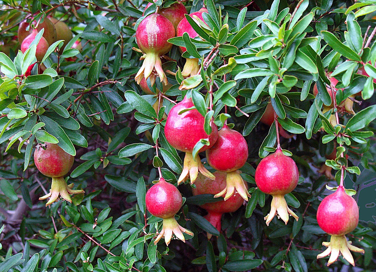 houseplants decorative pomegranate free photo