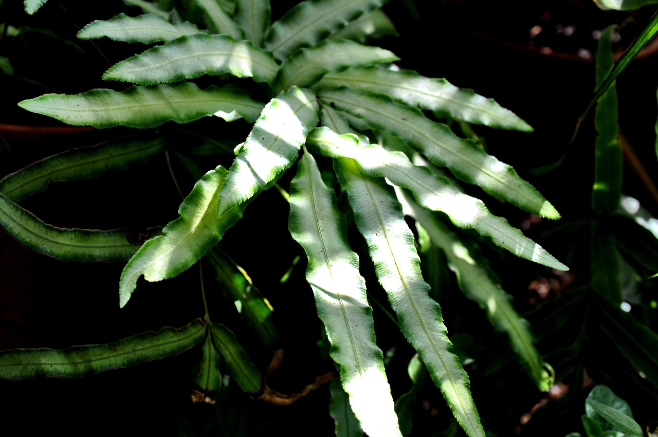 houseplants green macro free photo