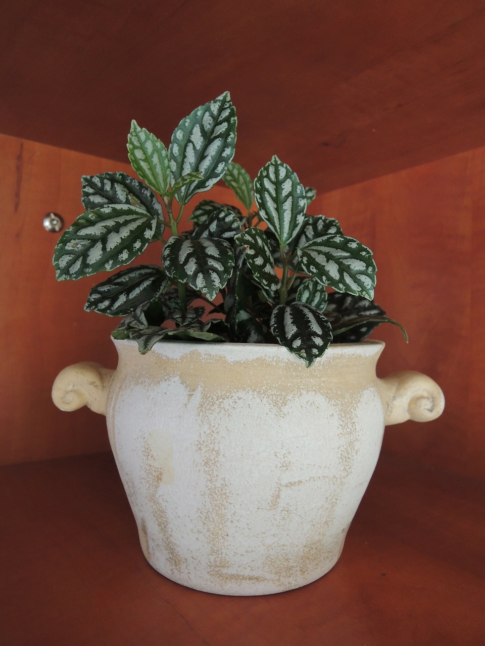 housing plant decoration flowerpot free photo