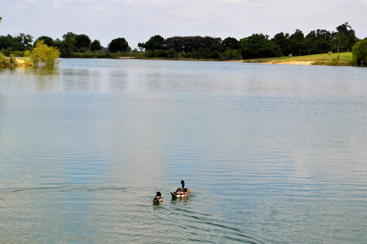 houston texas lake with ducks scenery river free photo