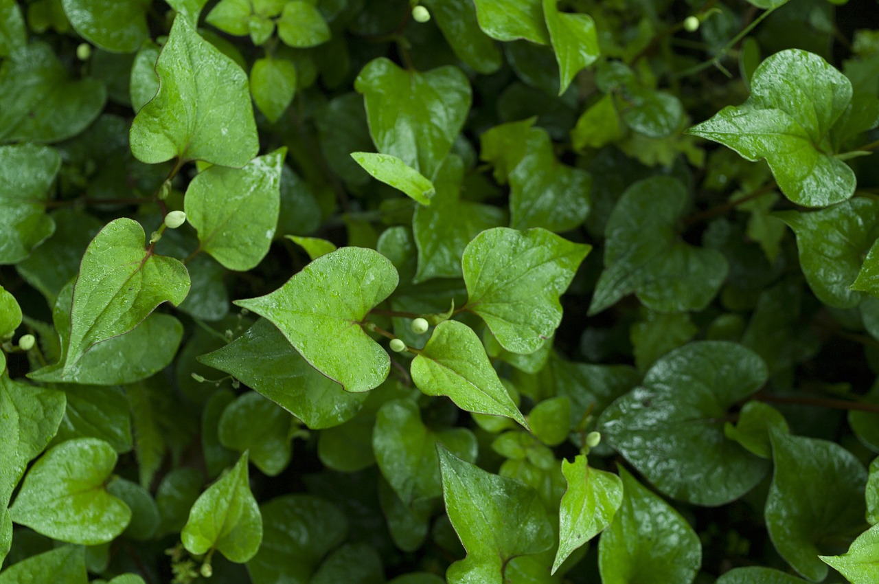 houttuynia cordata wet green free photo