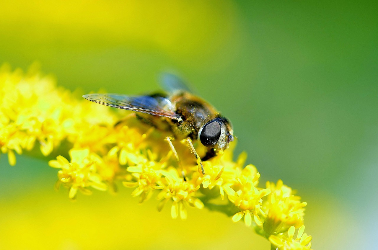 hover fly insect close free photo