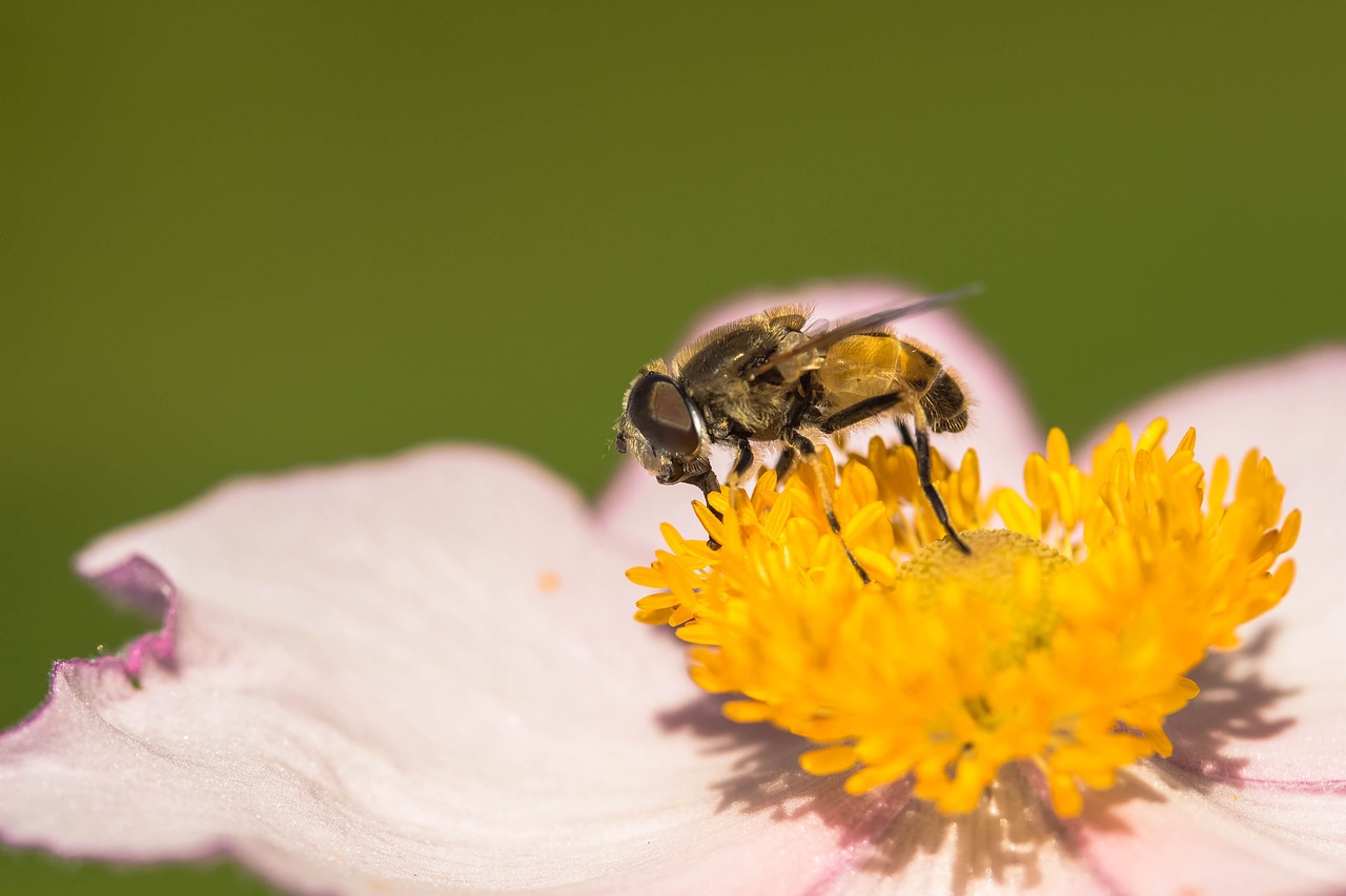 hover fly collect nectar nectar search free photo