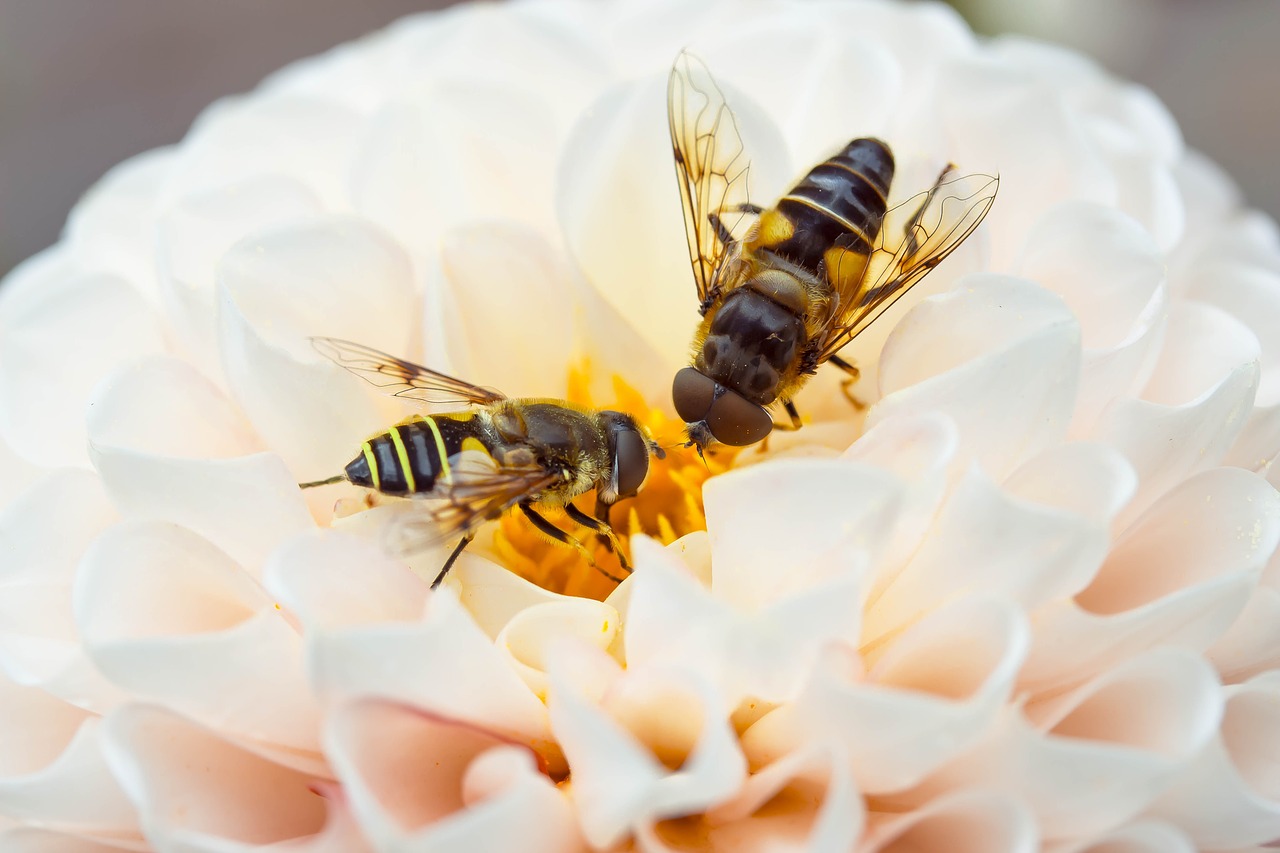 hover fly insect animal free photo