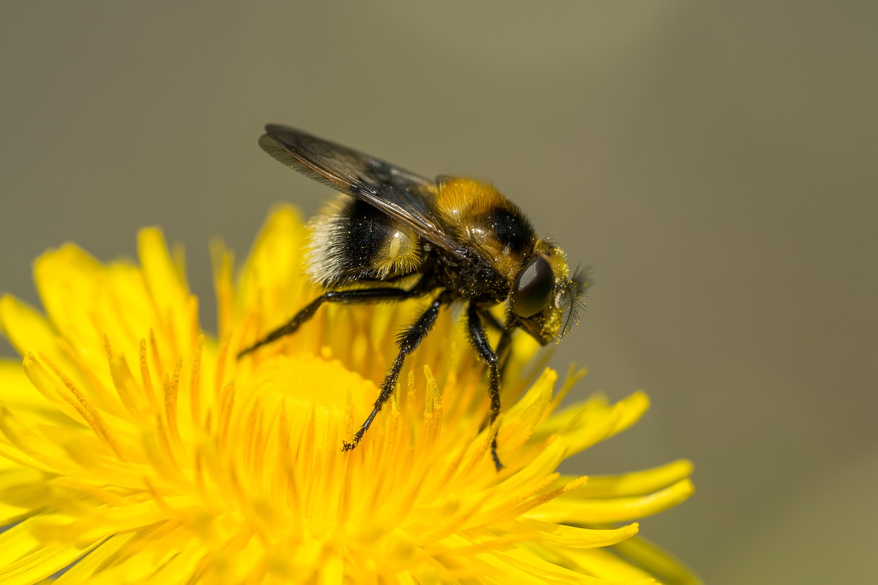 hover fly macro facets free photo