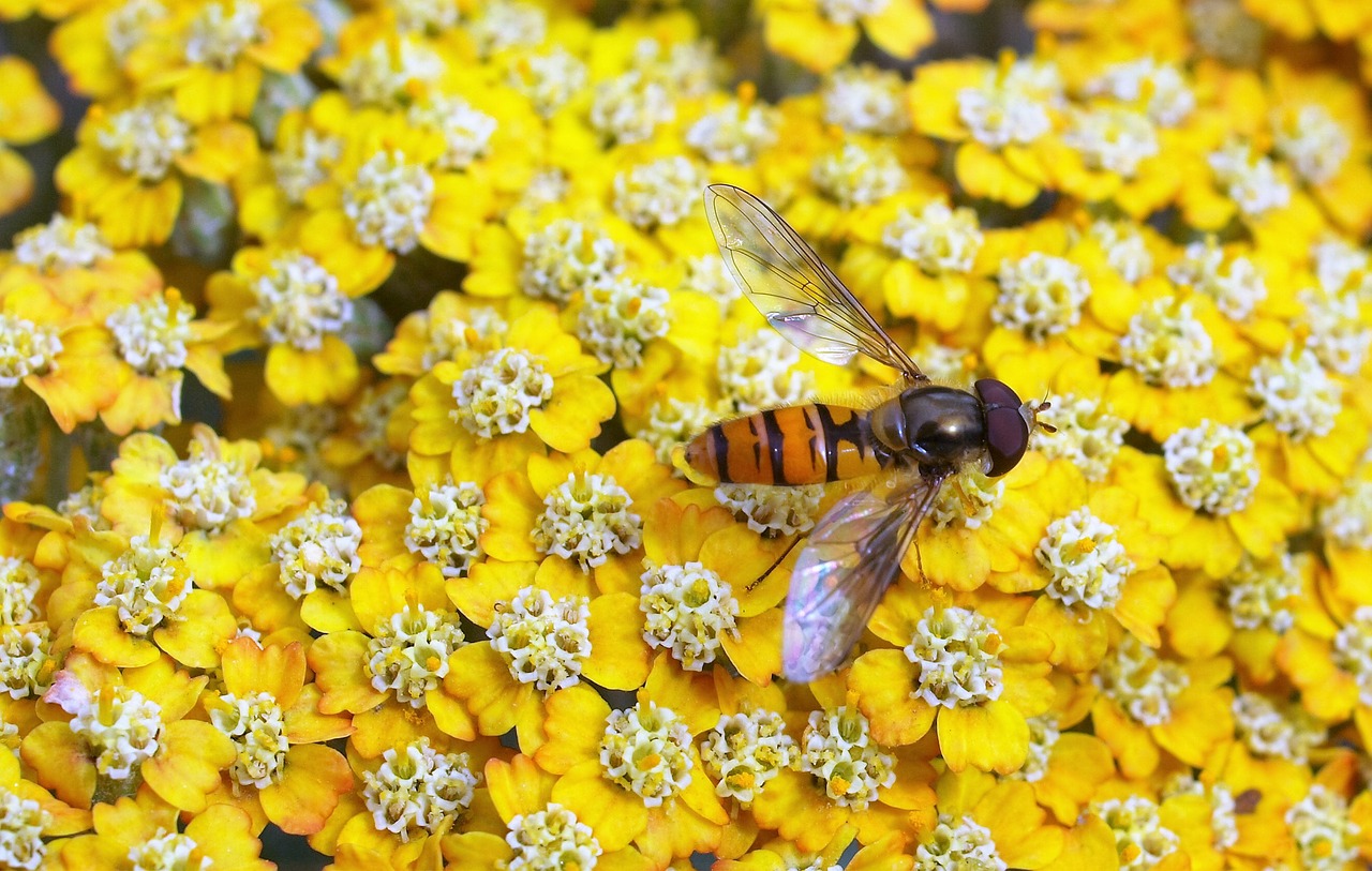 hover fly insect fly free photo