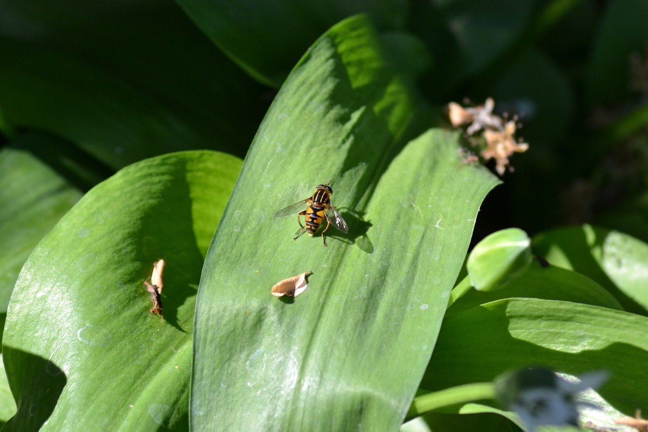 hover fly leaf garlic free photo