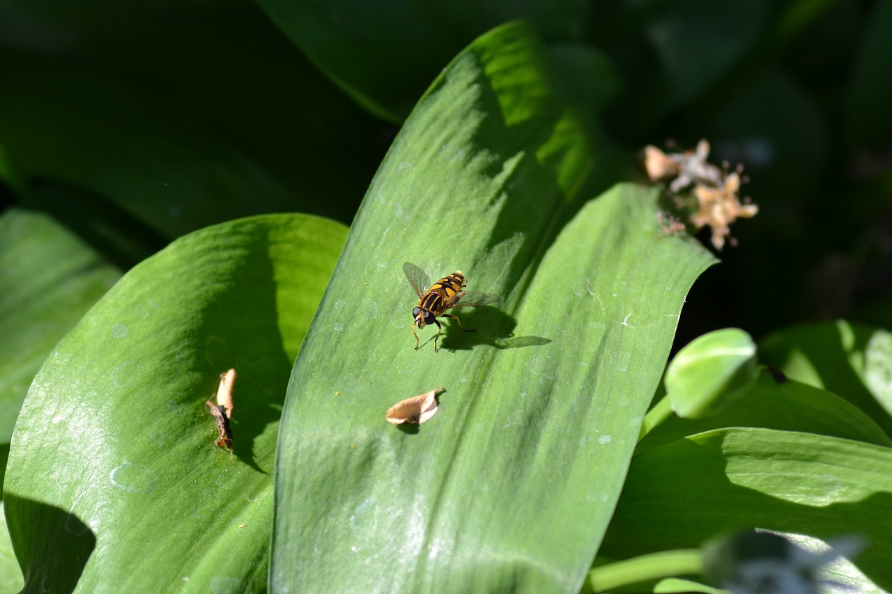 hover fly leaf wild free photo