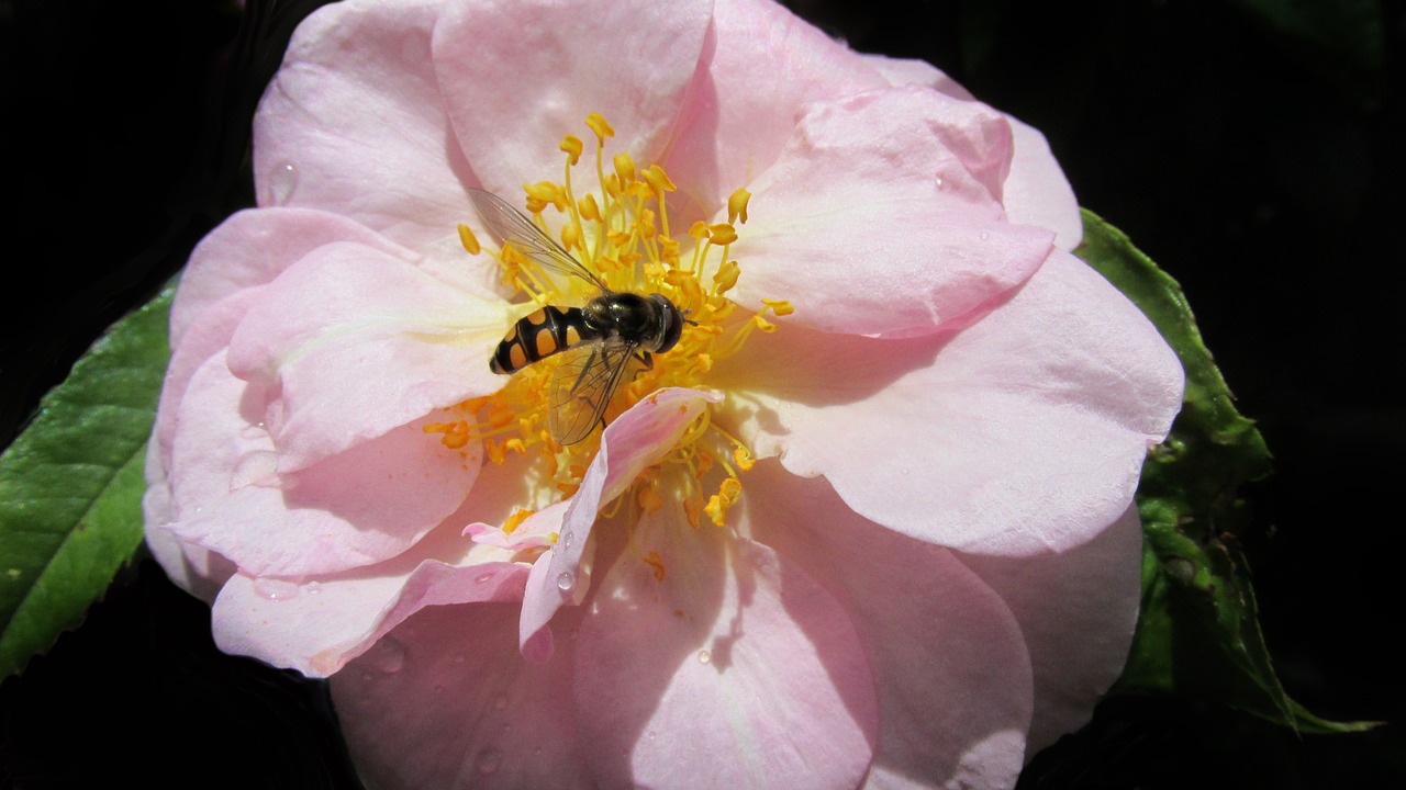 hover fly on pink rose flower free photo