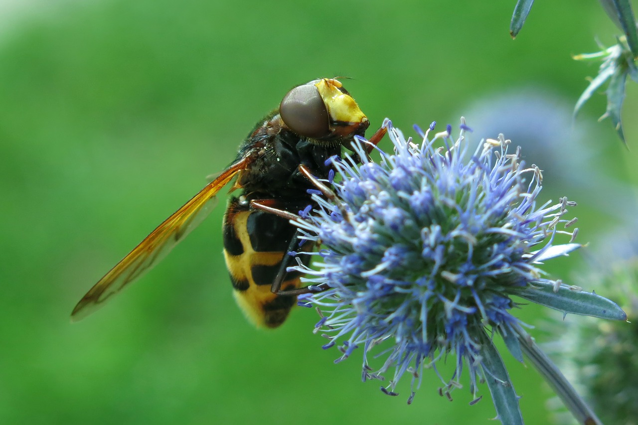 hover fly hornet hover fly forest schwebefliege free photo