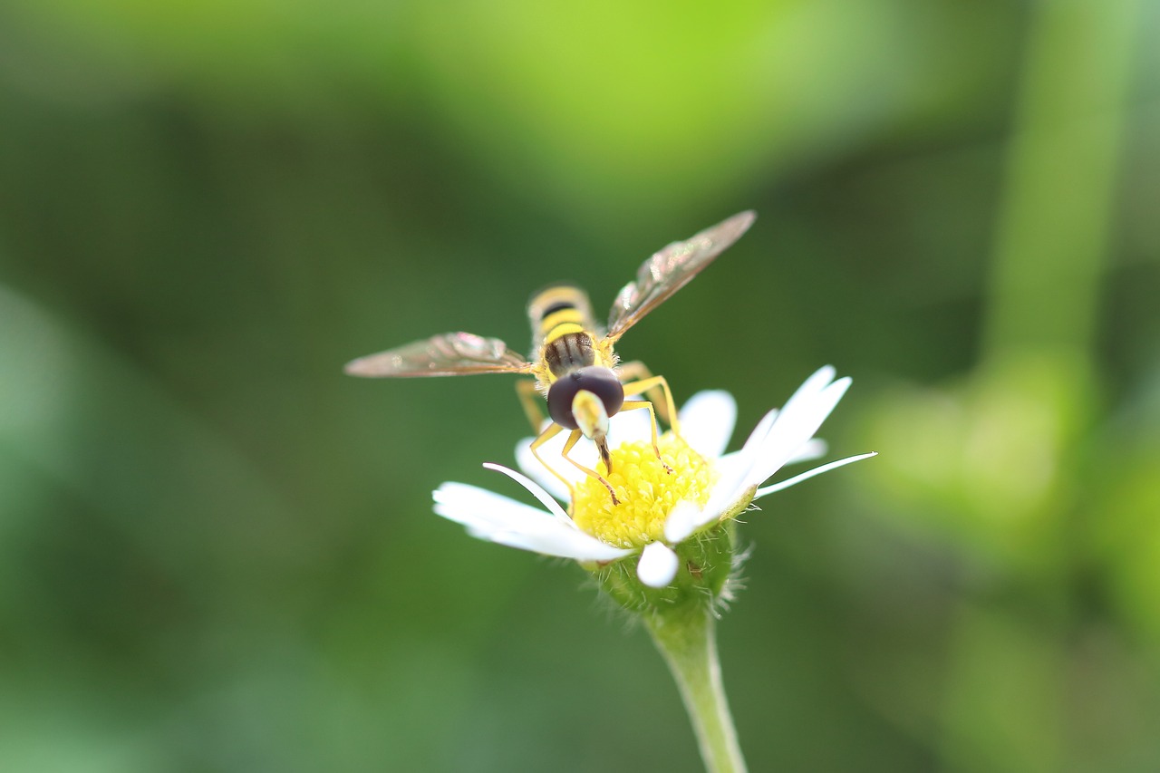 hover fly  flower  insect free photo