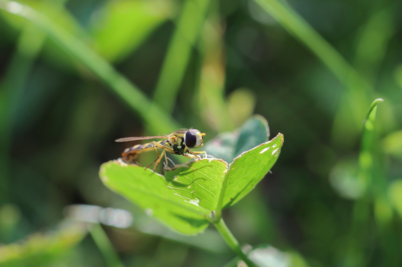 hover fly  four leaf clover  sunlight free photo