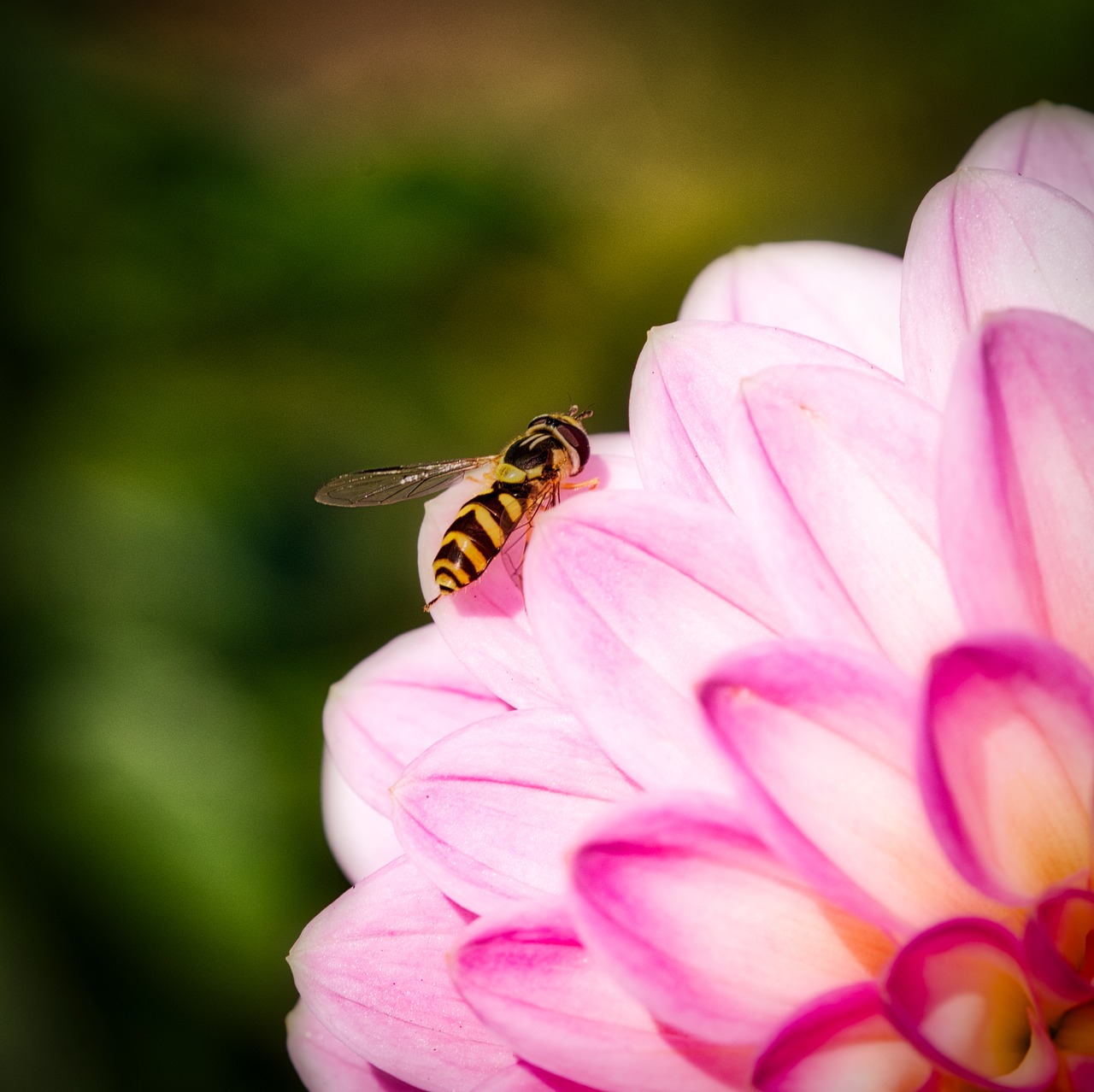 hover fly  blossom  bloom free photo
