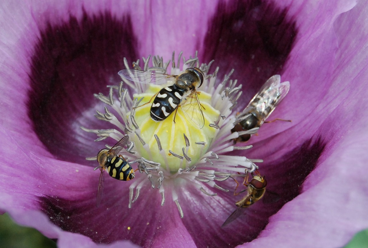 hover fly insect close-up free photo