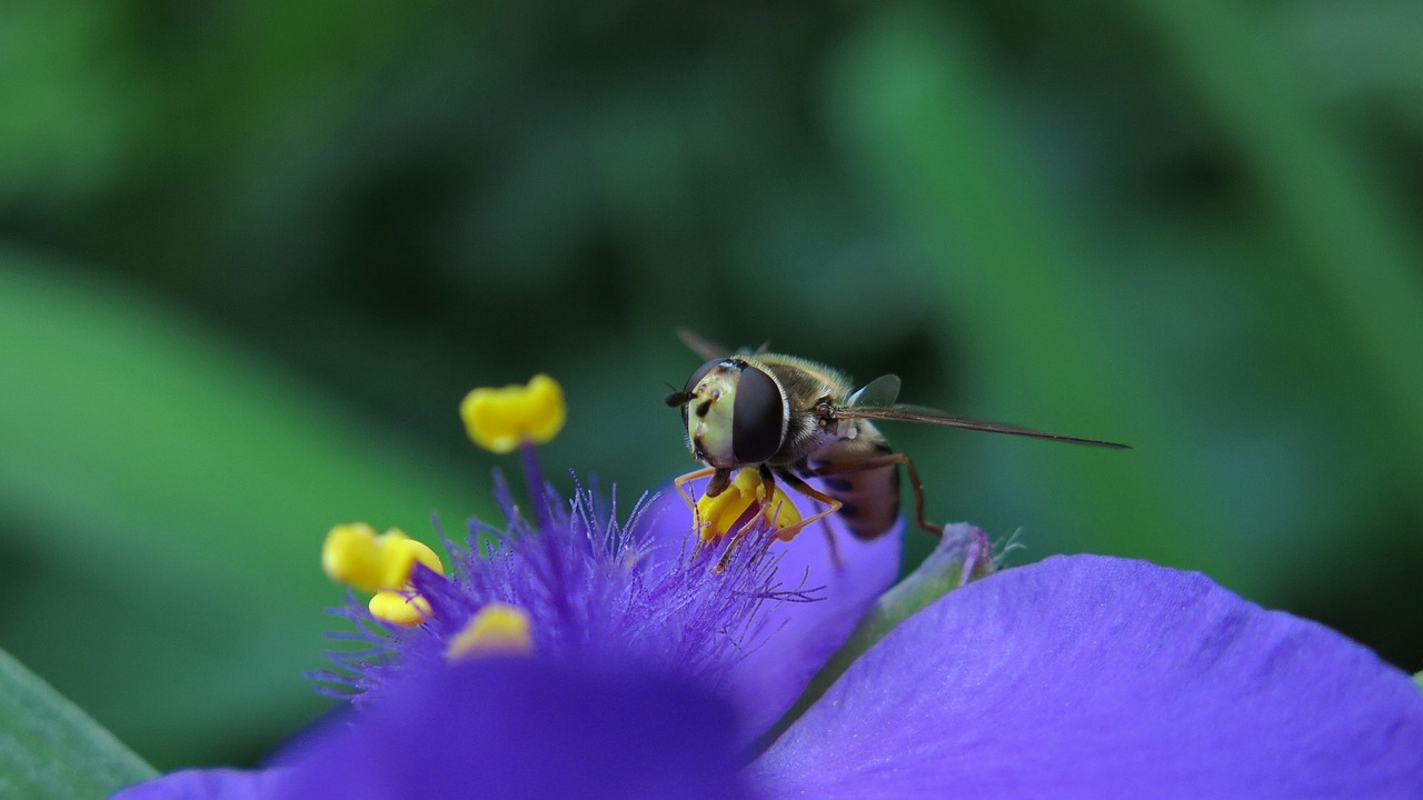 hover fly  three master flower  pollen free photo