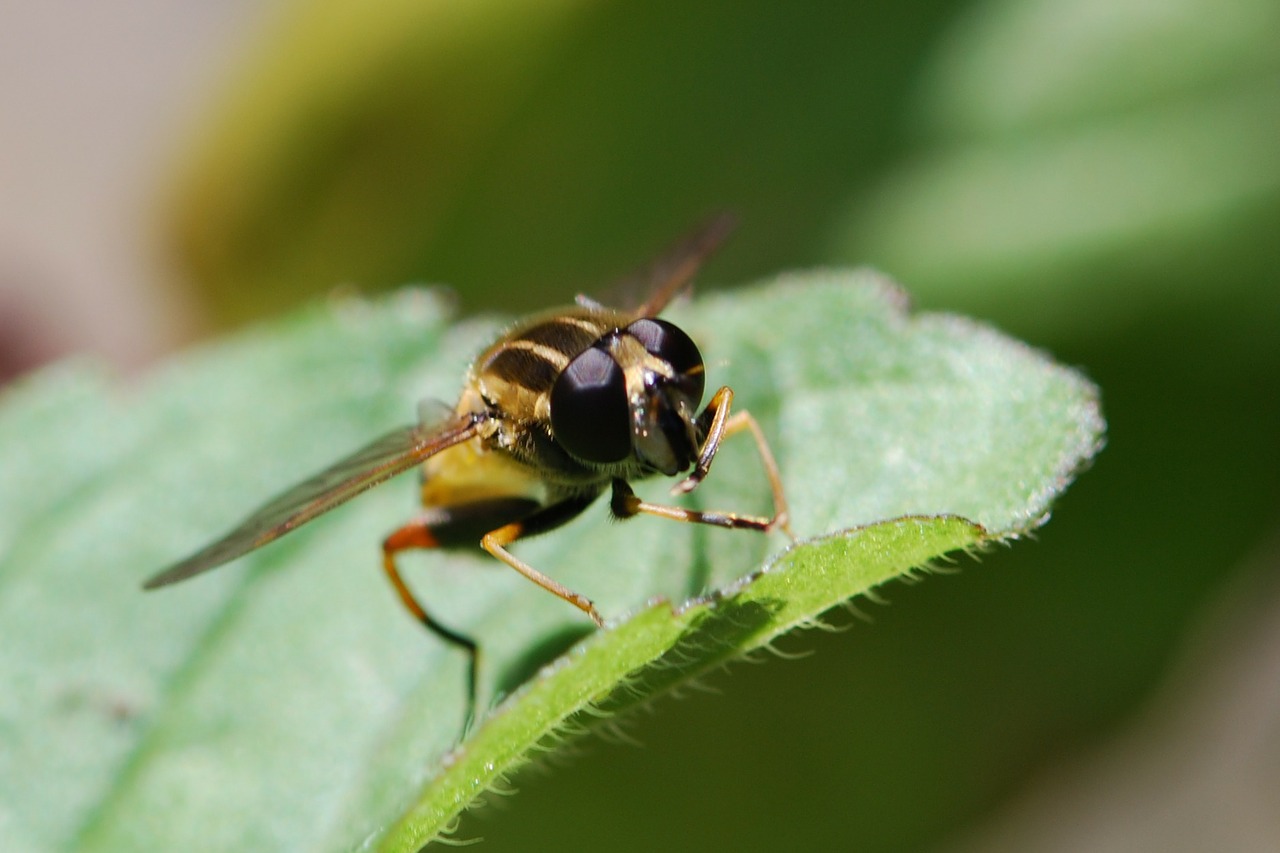 hover fly insect close free photo