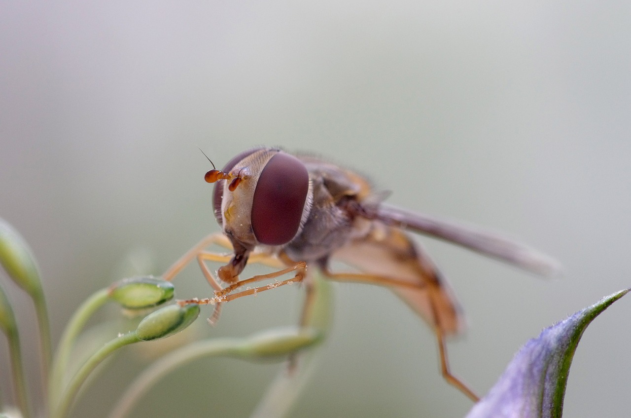 hover fly eye nature free photo