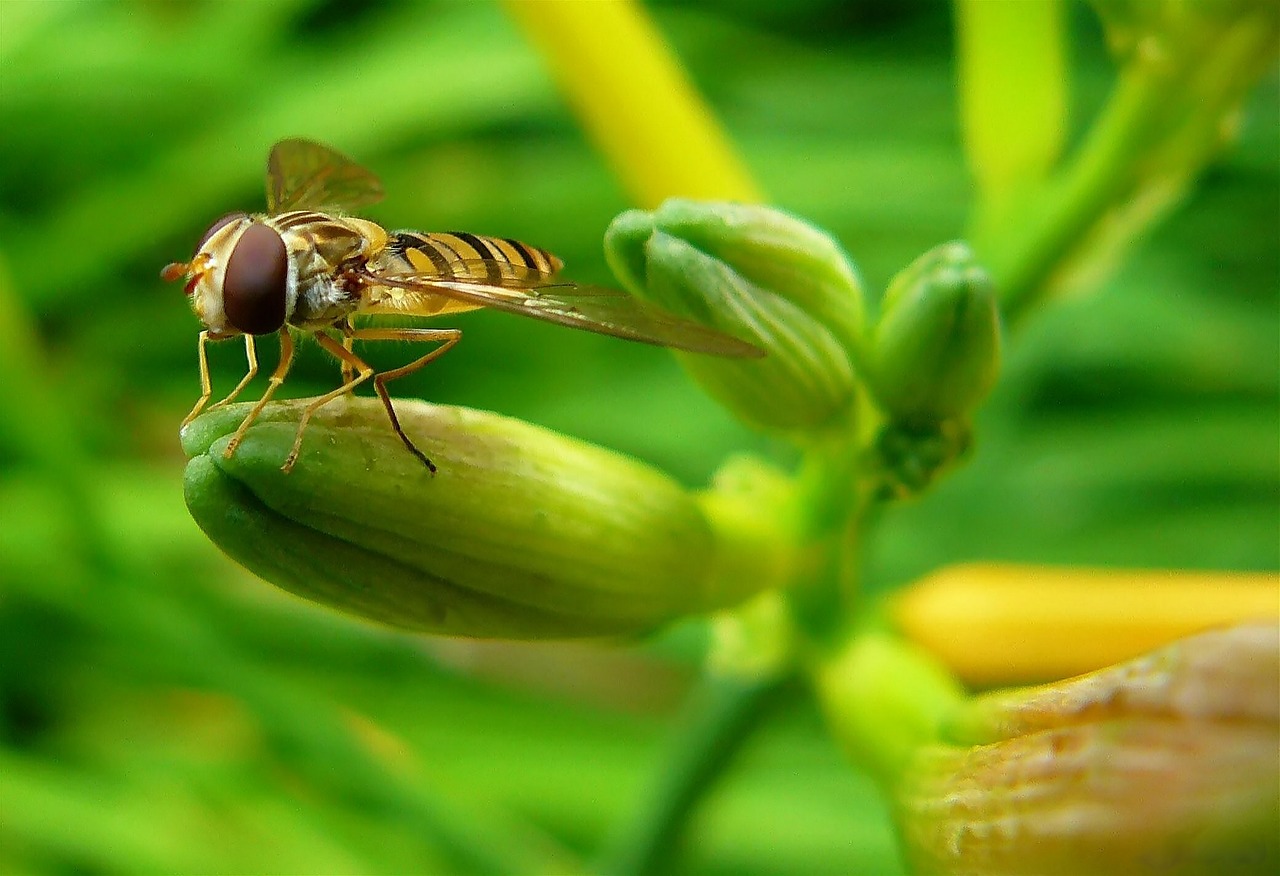 hover wasp hoverfly insect free photo