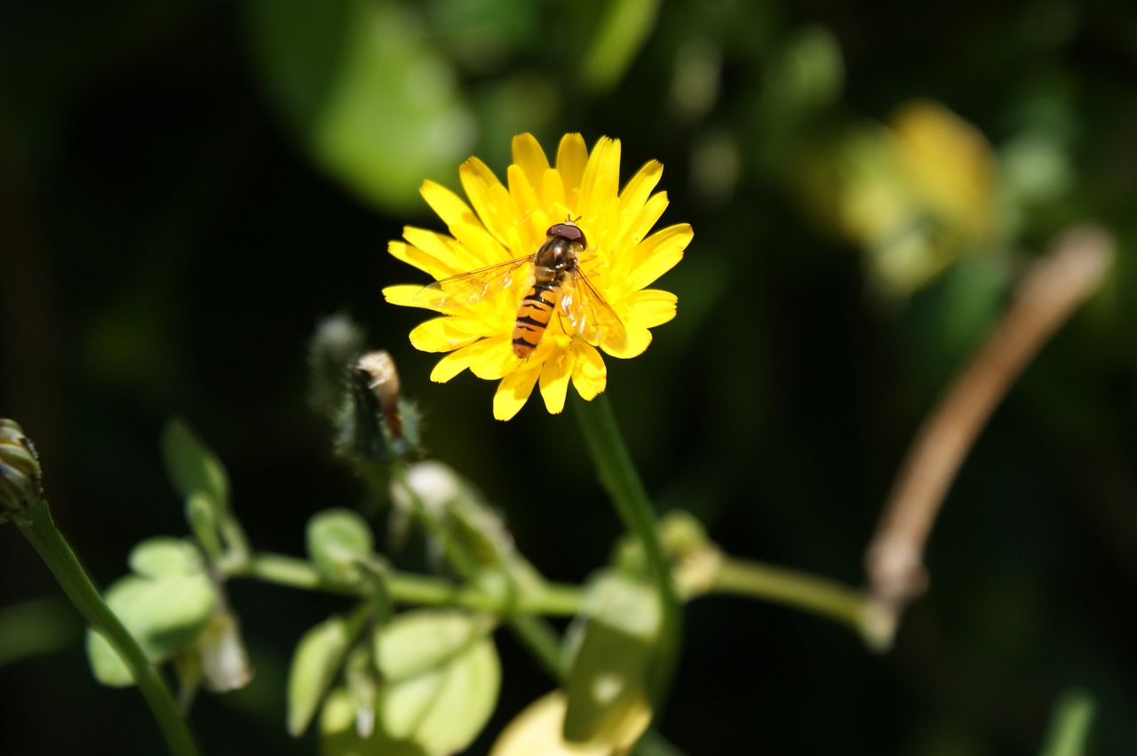hoverfly flower flower fly free photo