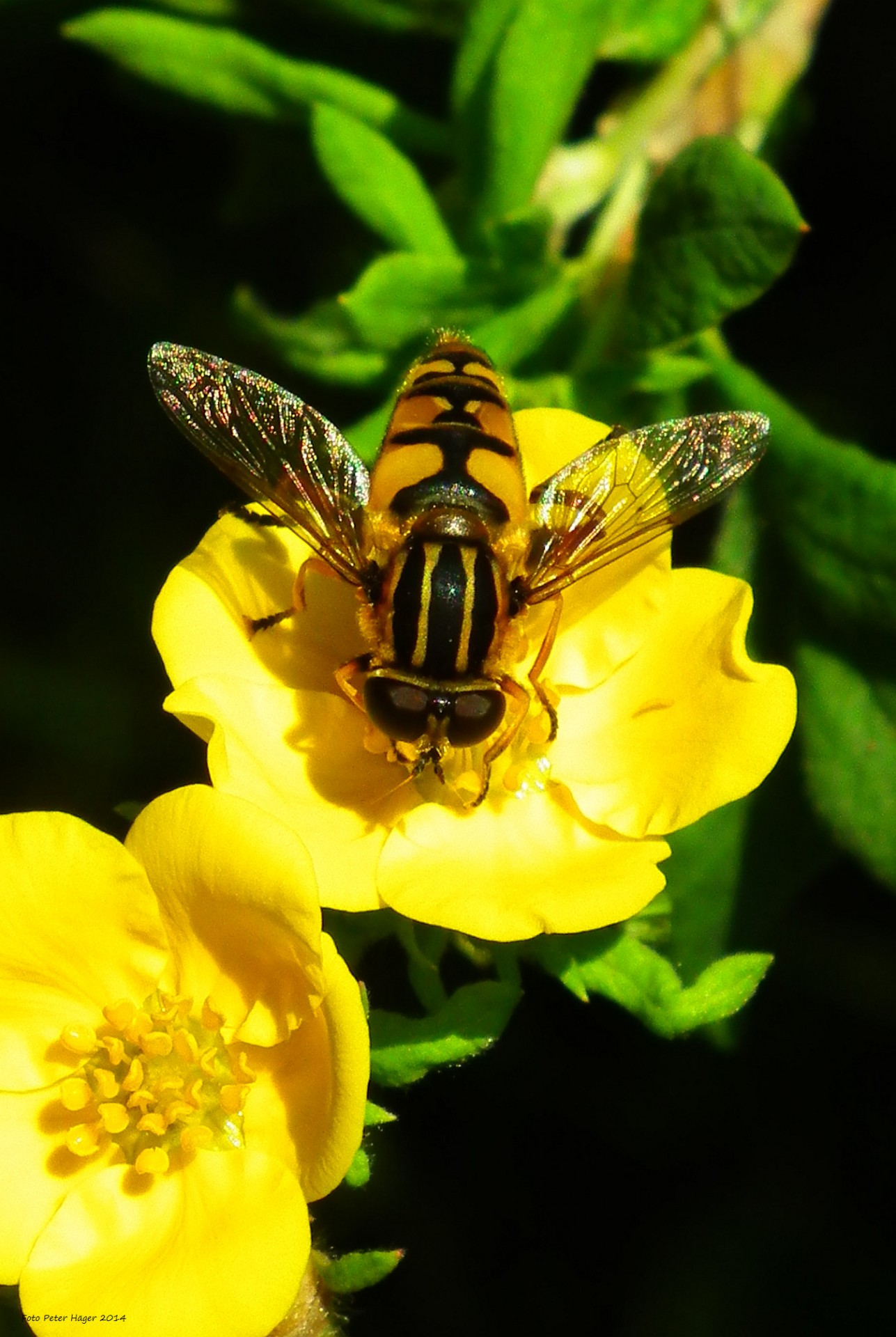 syrphid flies flower fly fly free photo