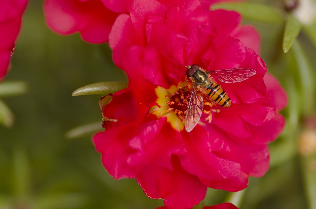 hoverfly garden flower free photo