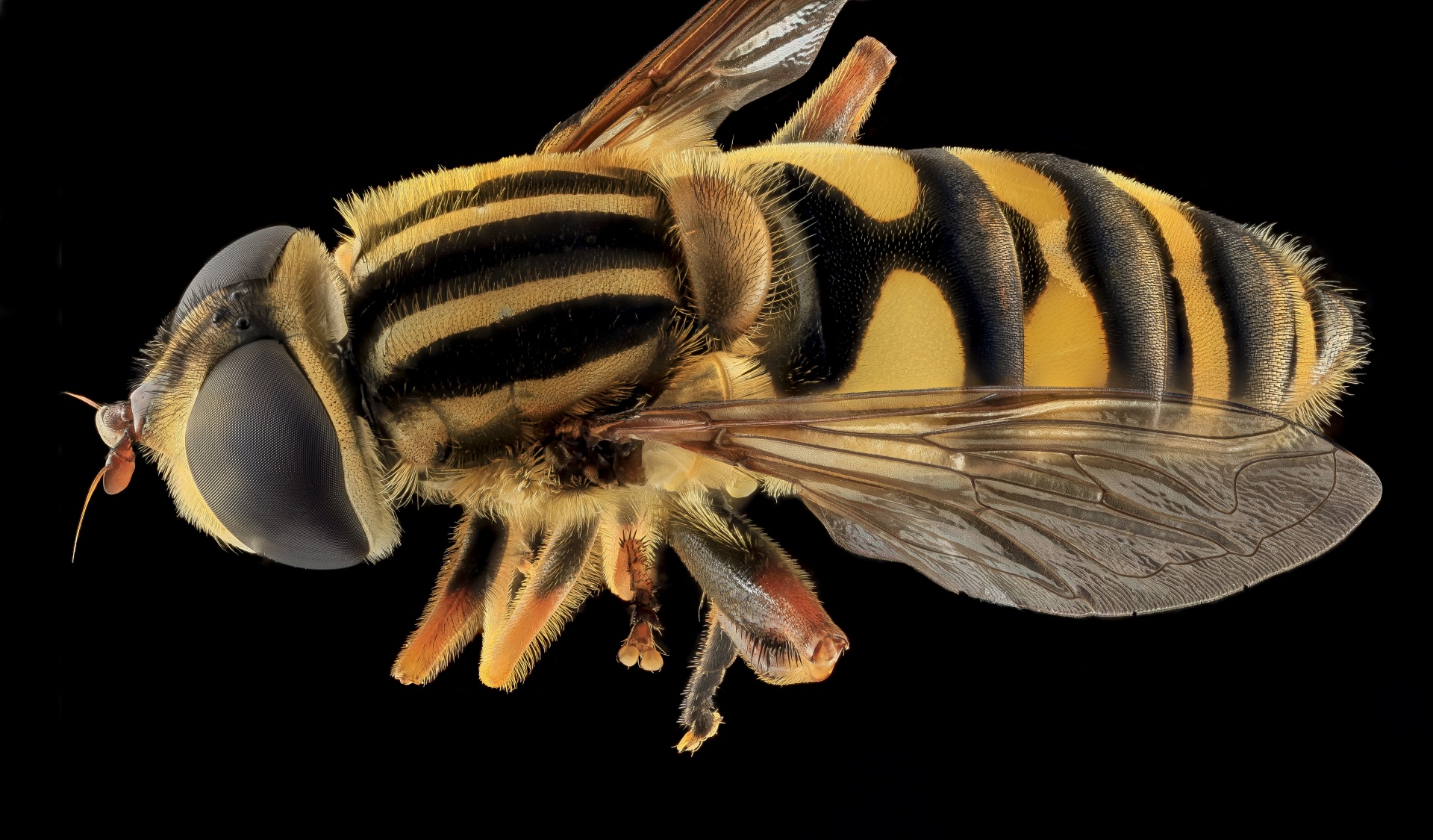 hoverfly striped close up free photo
