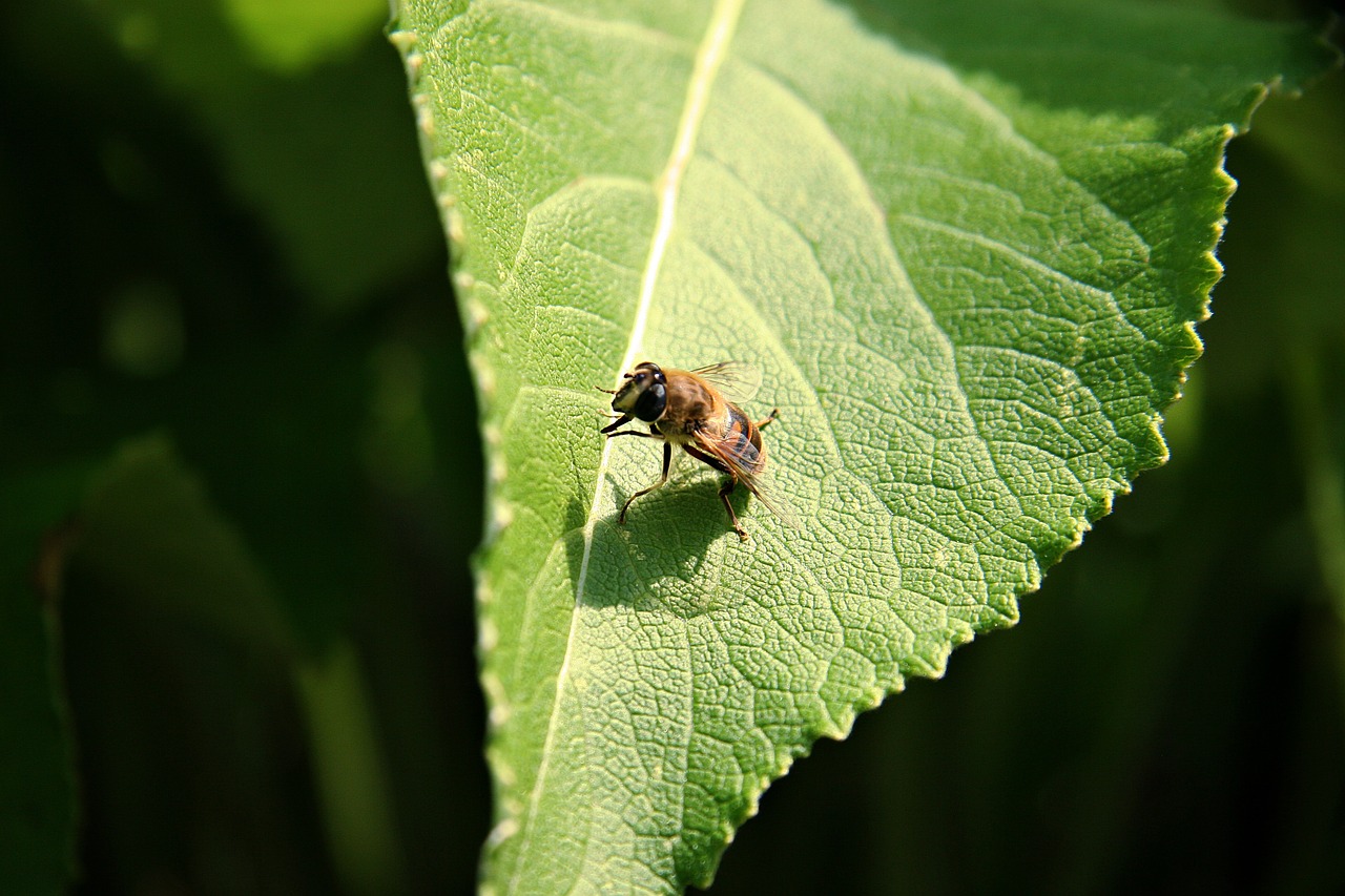 hoverfly mimicry leaf free photo
