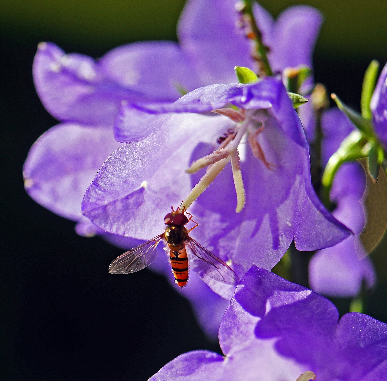 hoverfly bellflower stamens free photo