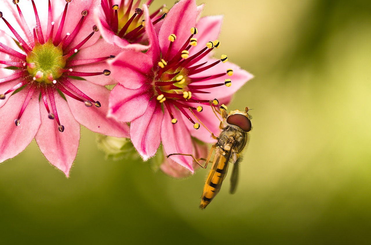 hoverfly mimicry yellow free photo