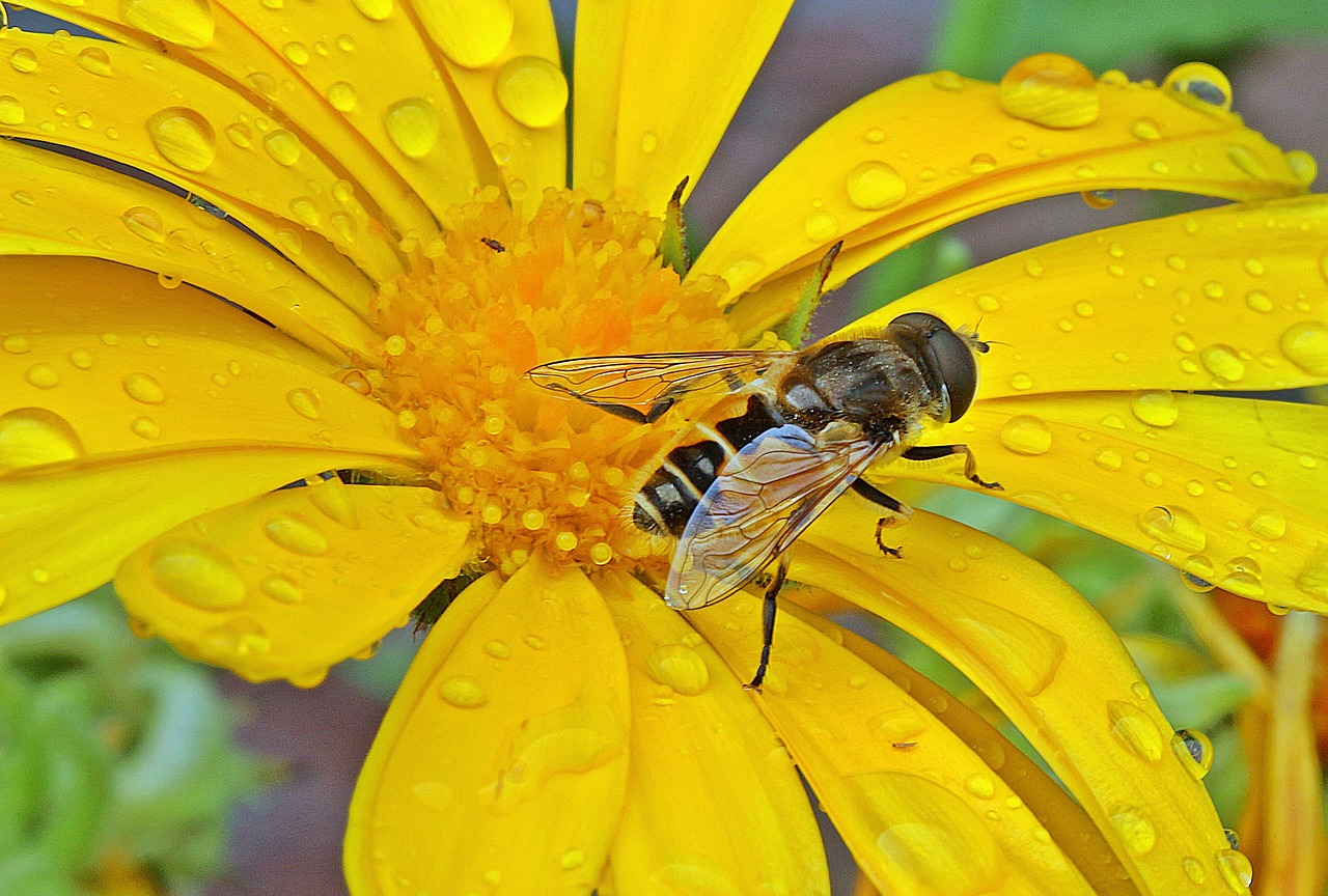 hoverfly dung fly insect free photo