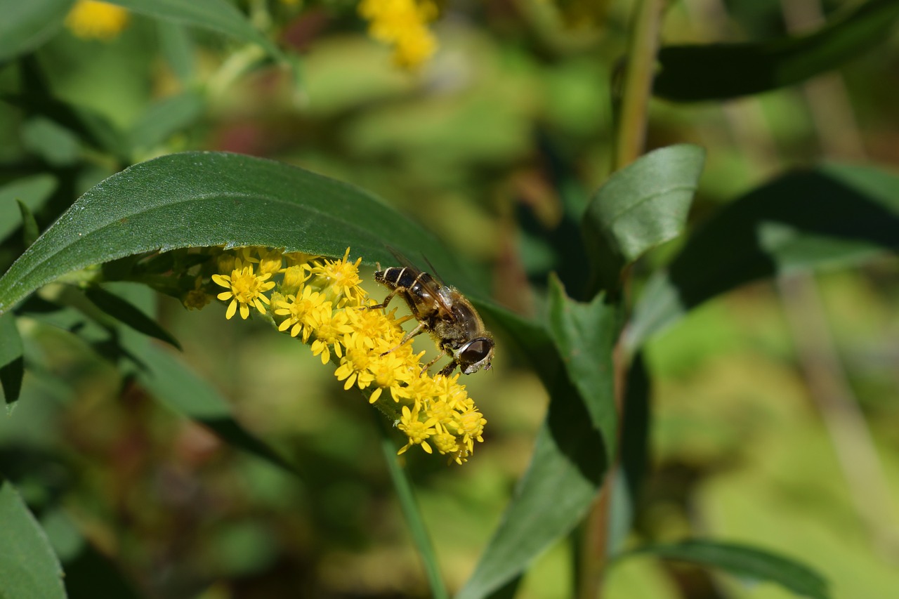 hoverfly yellow summer free photo