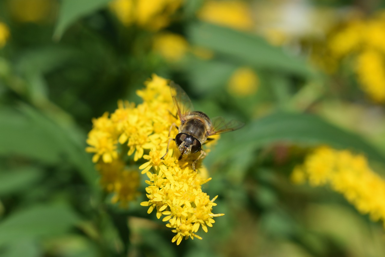 hoverfly flower fly insect free photo