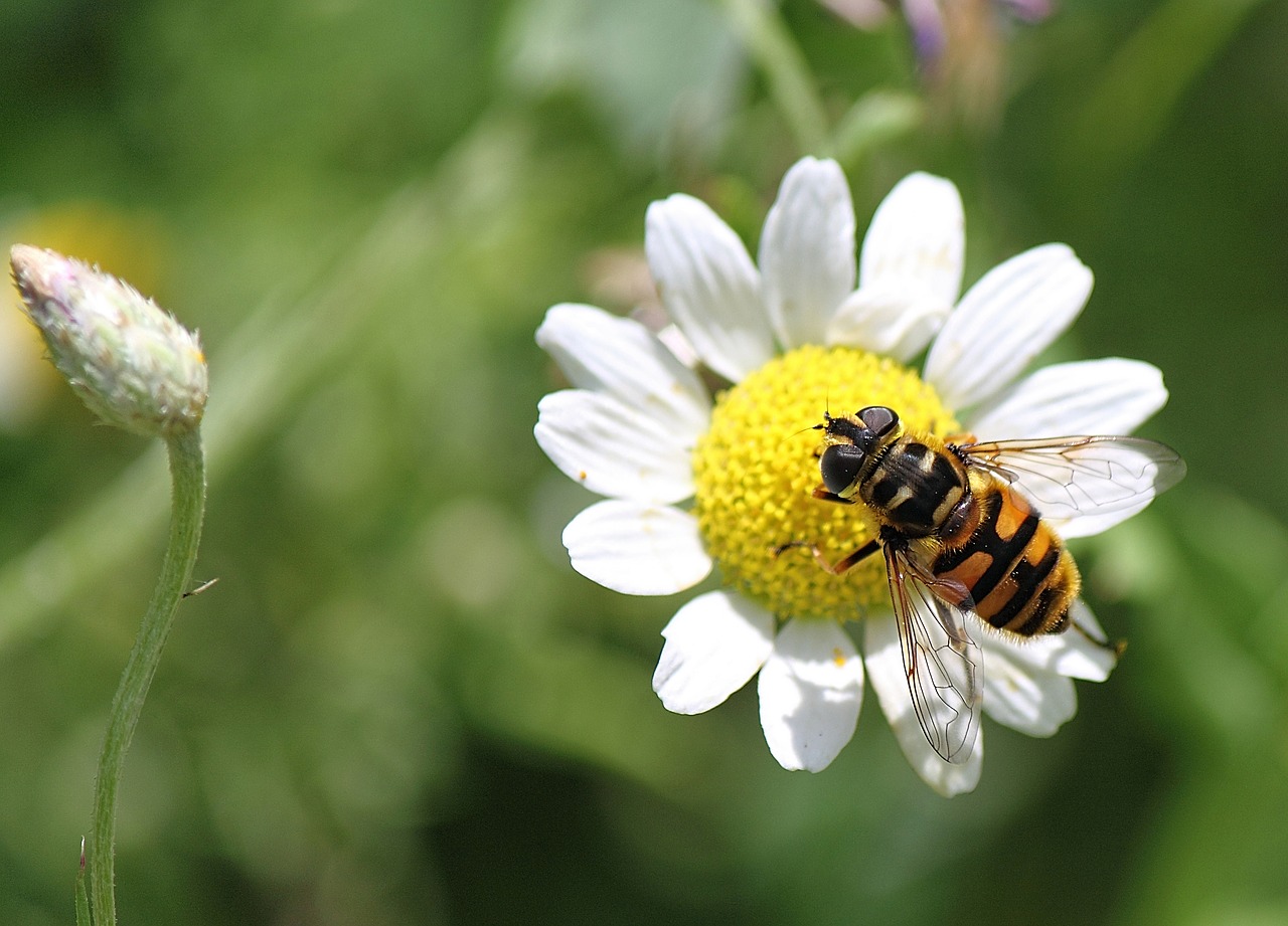 hoverfly insect macro free photo