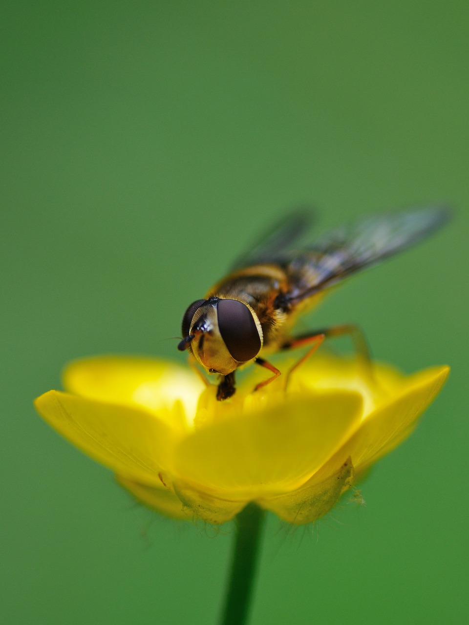 hoverfly insect forage free photo