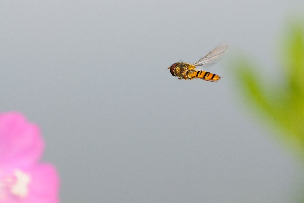 hoverfly insect fly free photo