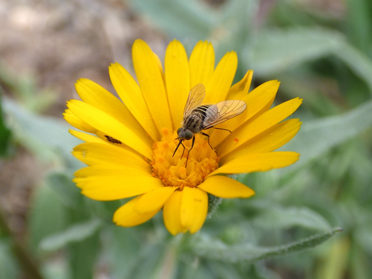 hoverfly syrphidae libar free photo