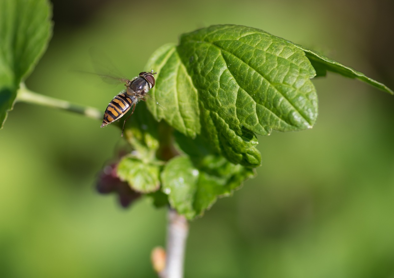 hoverfly pollinator insect free photo