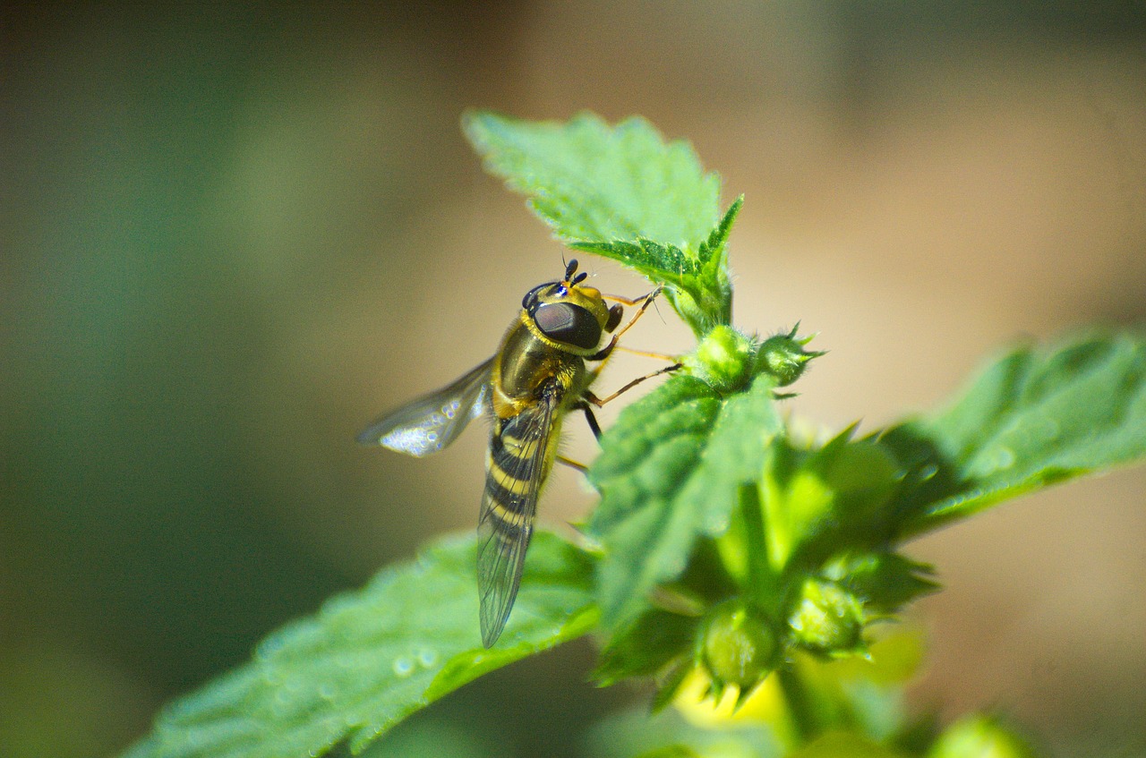 hoverfly insect brennessel free photo