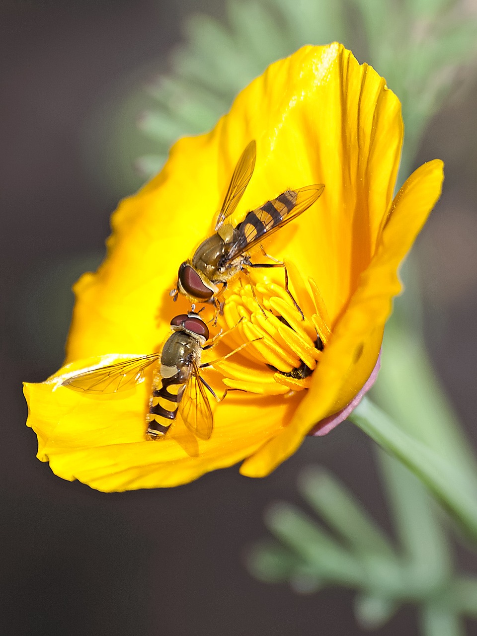 hoverfly fly insect free photo