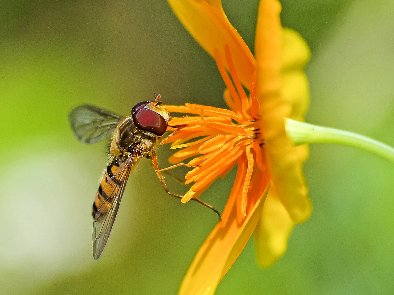 hoverfly insect blossom free photo