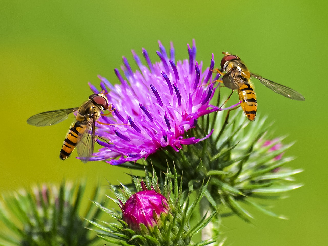 hoverfly insect blossom free photo