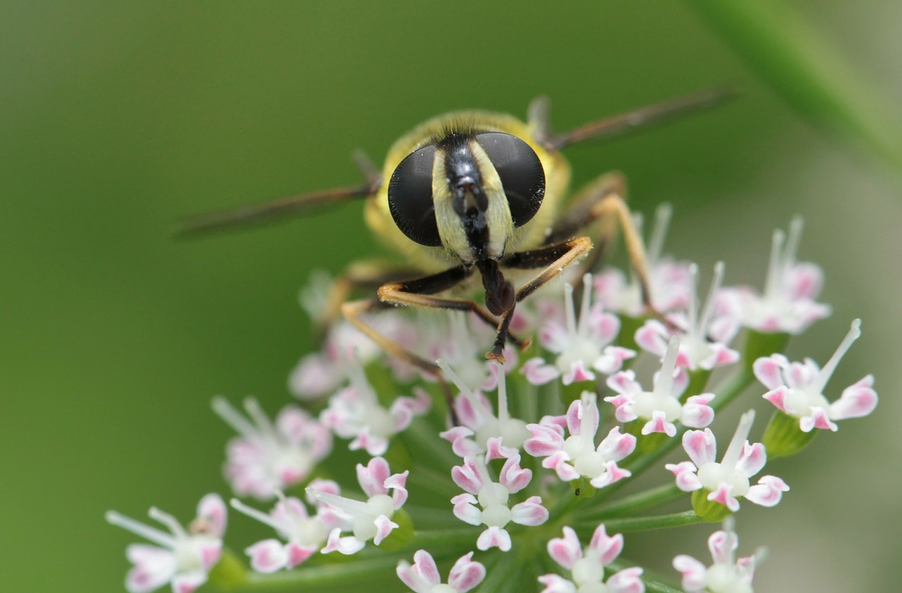hoverfly wasp fly free photo