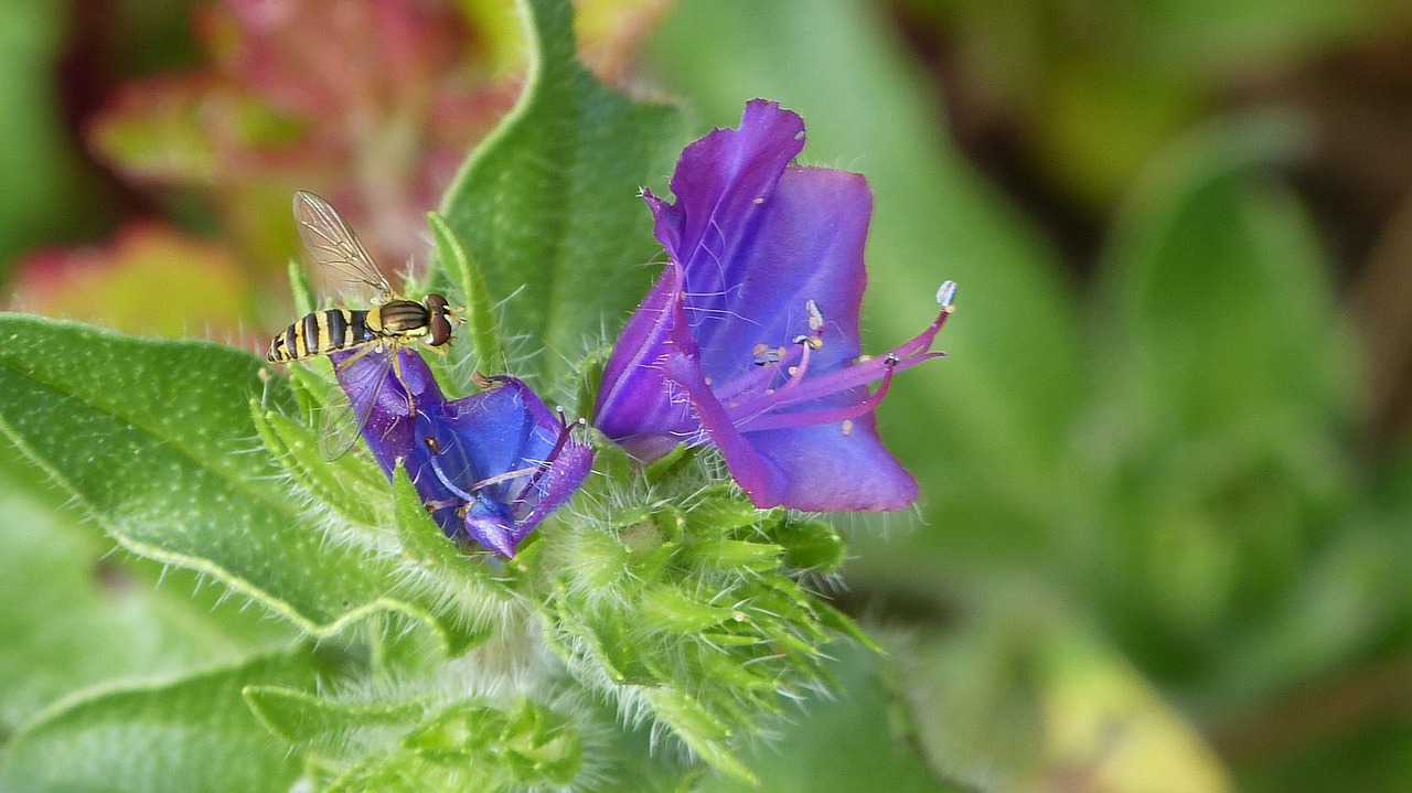 hoverfly flower purple free photo