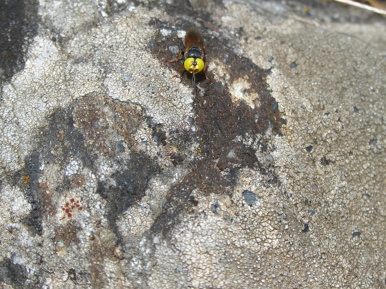 hoverfly false bee rock free photo