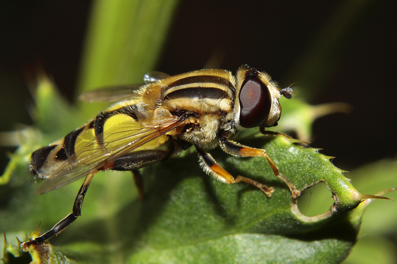 hoverfly insect macro free photo