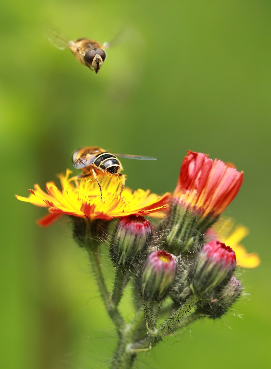 hoverfly bee macro free photo