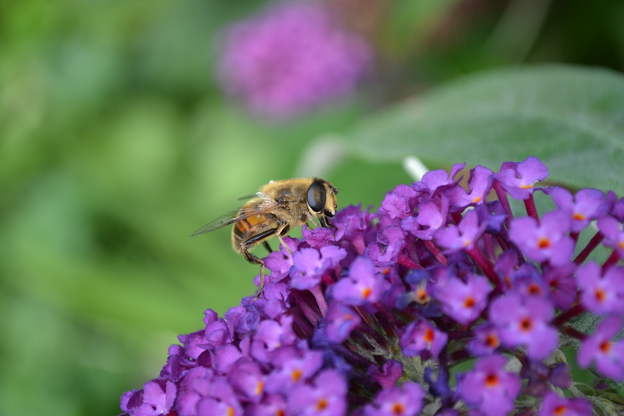 hoverfly hornet mimic volucella zonaria free photo